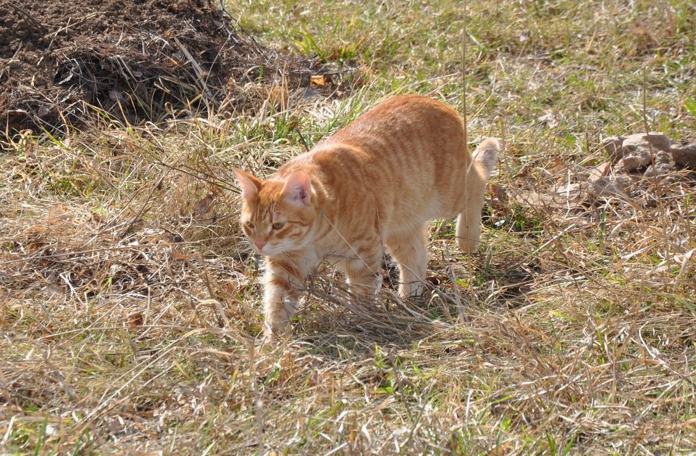 ХОЗЯИН ОКРЕСТНОСТЕЙ