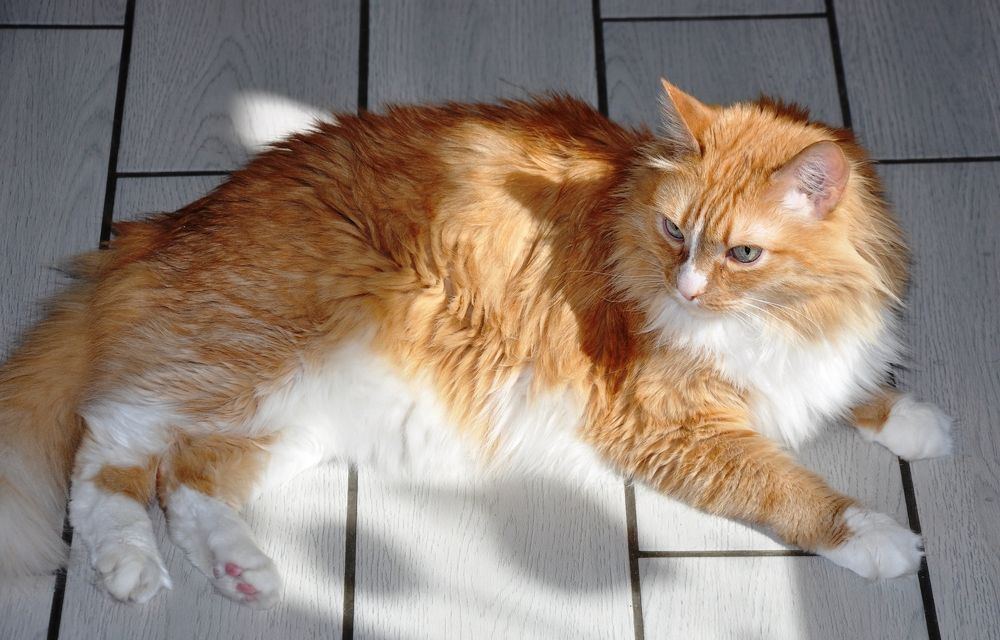 КОТ ПО ИМЕНИ- ЛЕВ