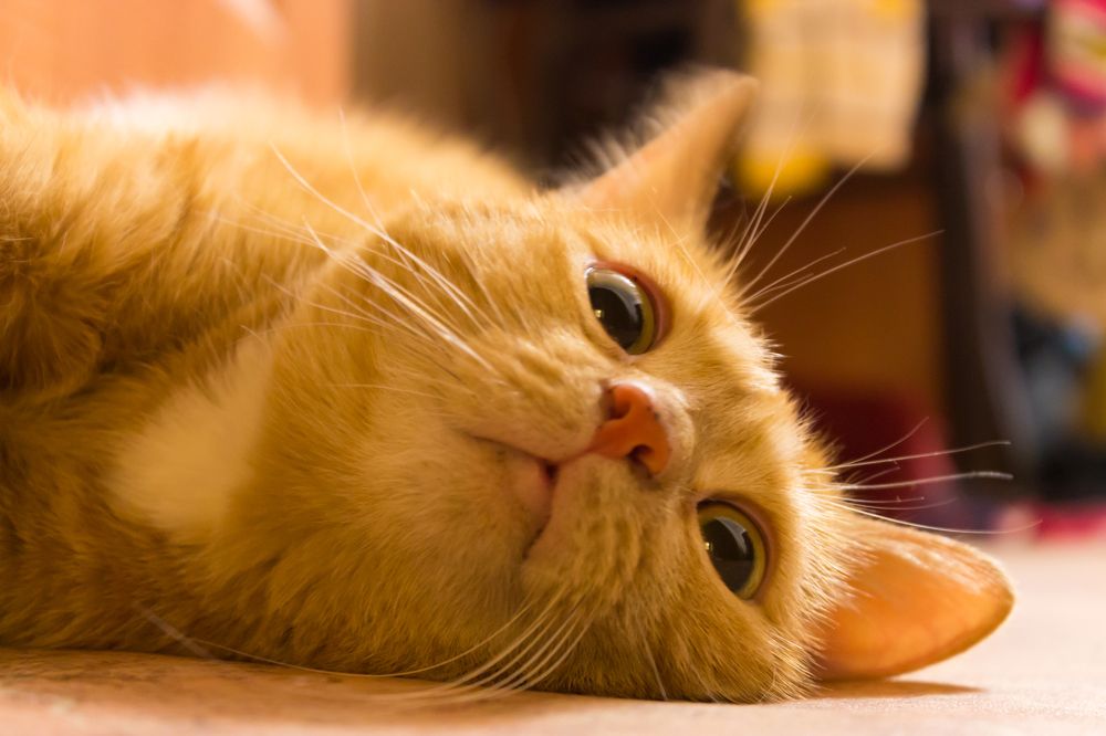 Photograph by Юлия Боровкова