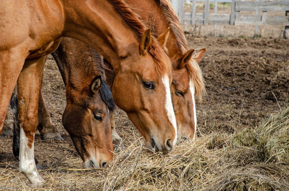 Photograph by Сергей Торхов