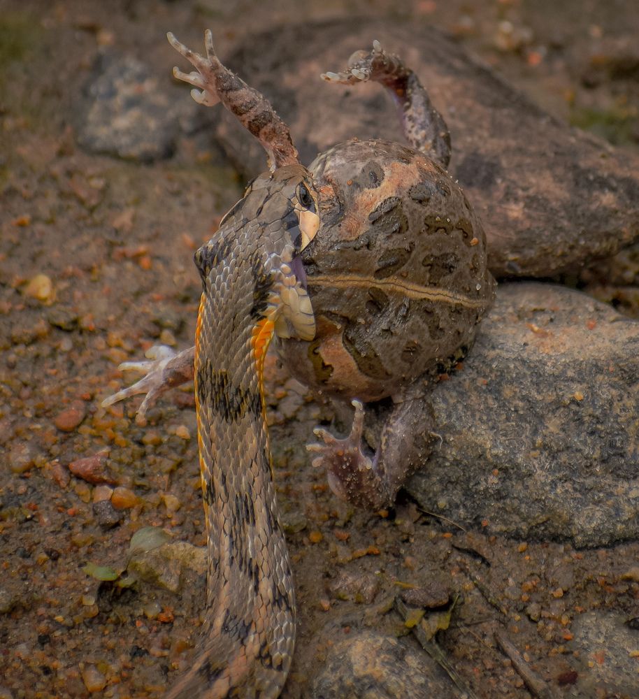 Photograph by Dinesh kumar