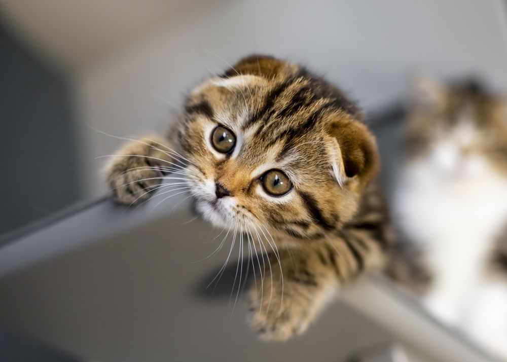 Домашний тигр