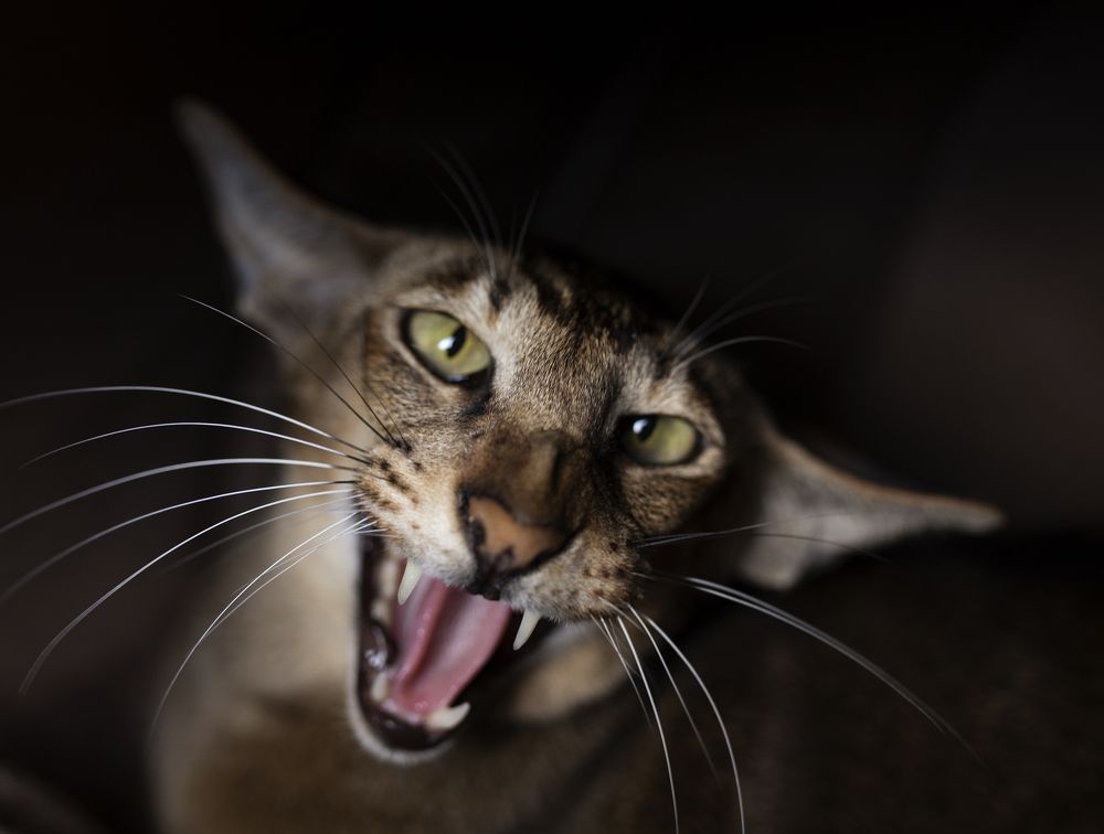 Photograph by Анжелика Костин