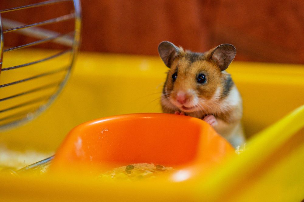 Photograph by Сергей Нагель-Синегубов