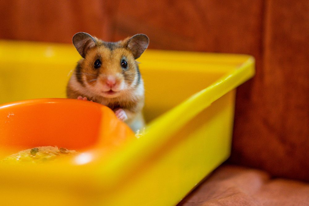 Photograph by Сергей Нагель-Синегубов