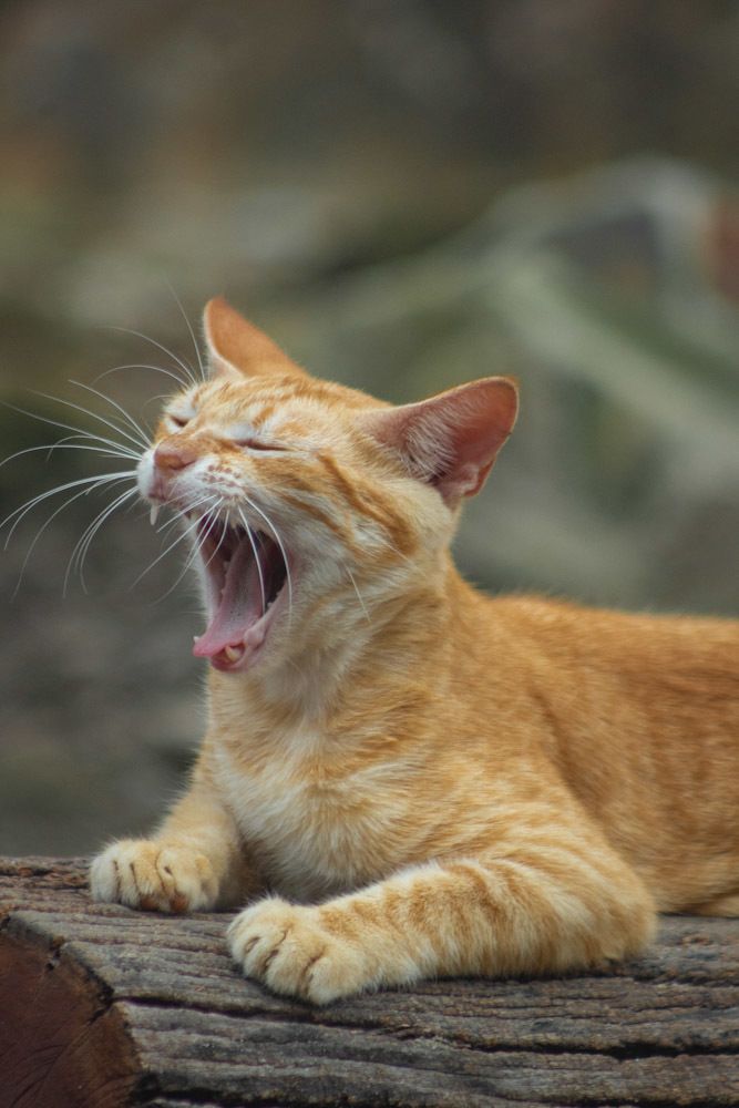 Фотография автора Atham Lebbe Zulfa