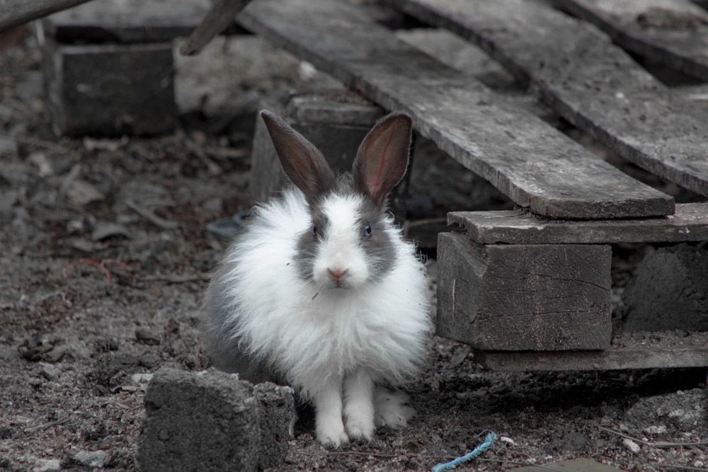 Фотография автора Atham Lebbe Zulfa