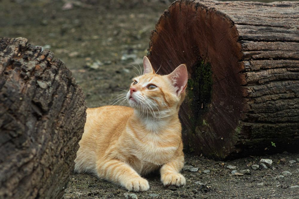 Фотография автора Atham Lebbe Zulfa