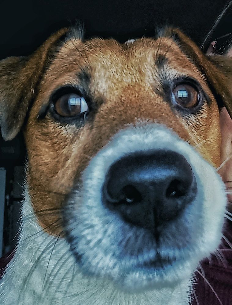 Джеки-Ватсон