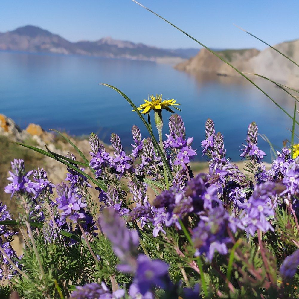 Крымские цветы.