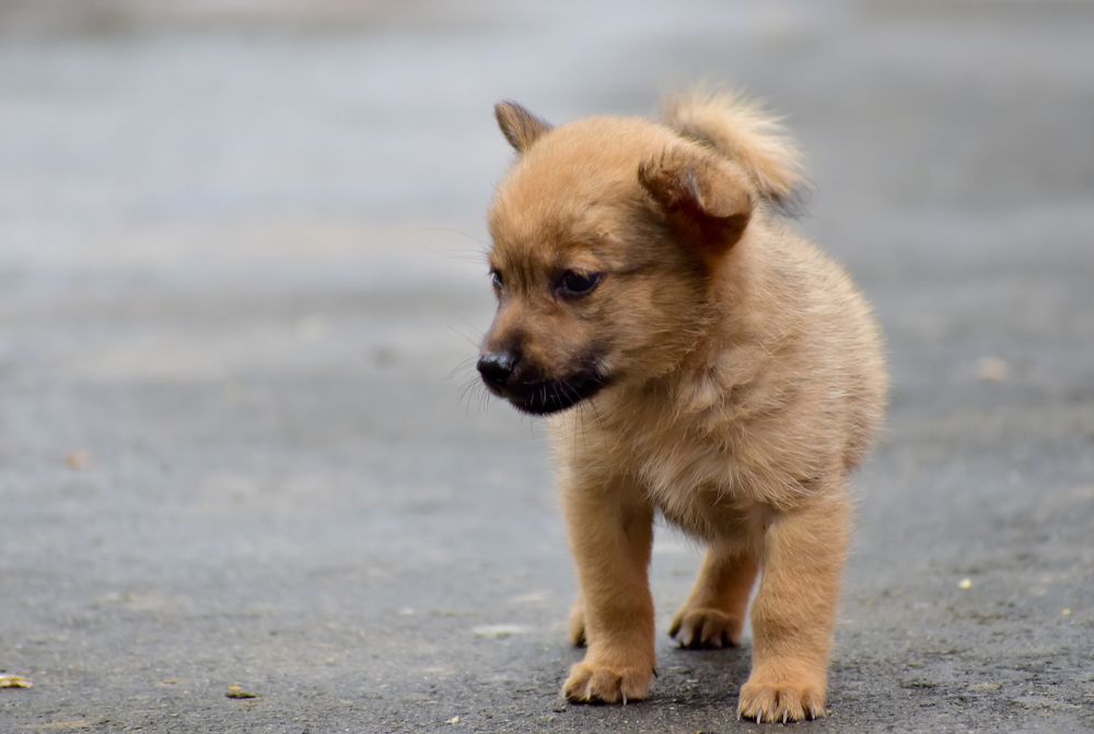 Photograph by Jeyanayagam Jeyathees