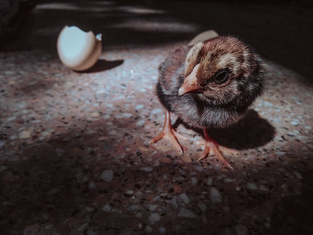 Photograph by Muhammad Sajawal Fareed