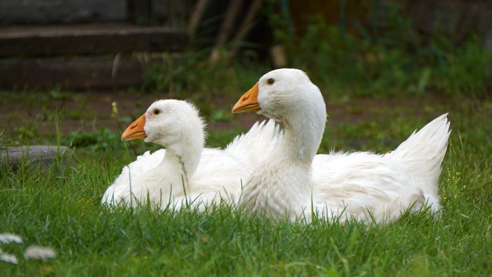 Photograph by Блюмина Елена