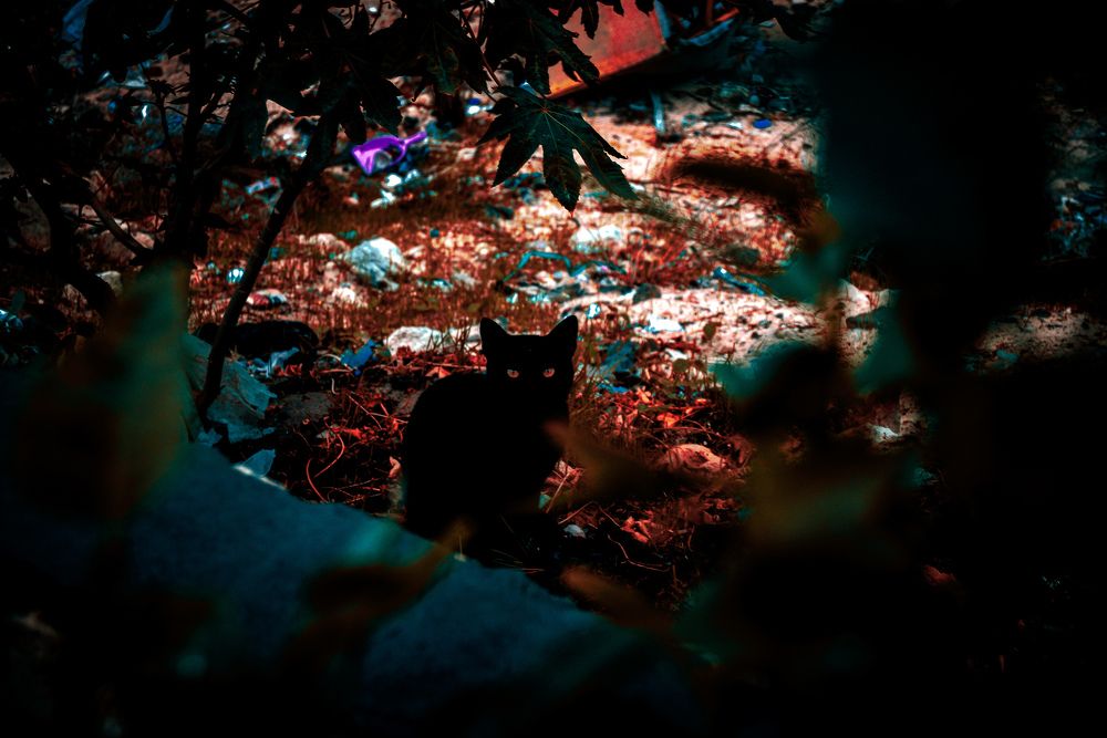 Фотография автора Ahmed Flex