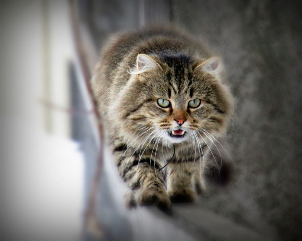 Фёдор в агонии