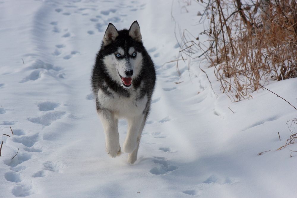 Хаски на прогулке