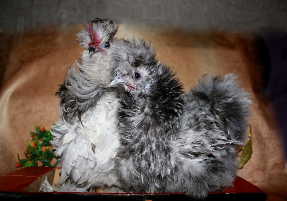 Петушок и курочка