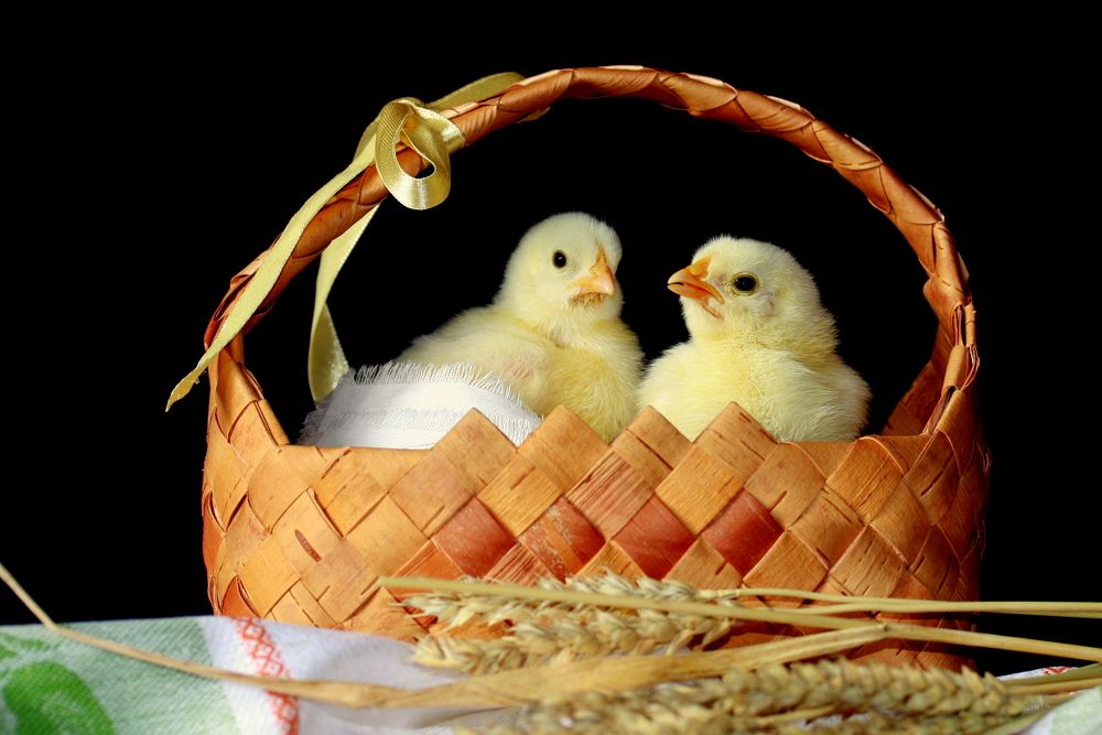 Фотография автора Nelya  Lysenko