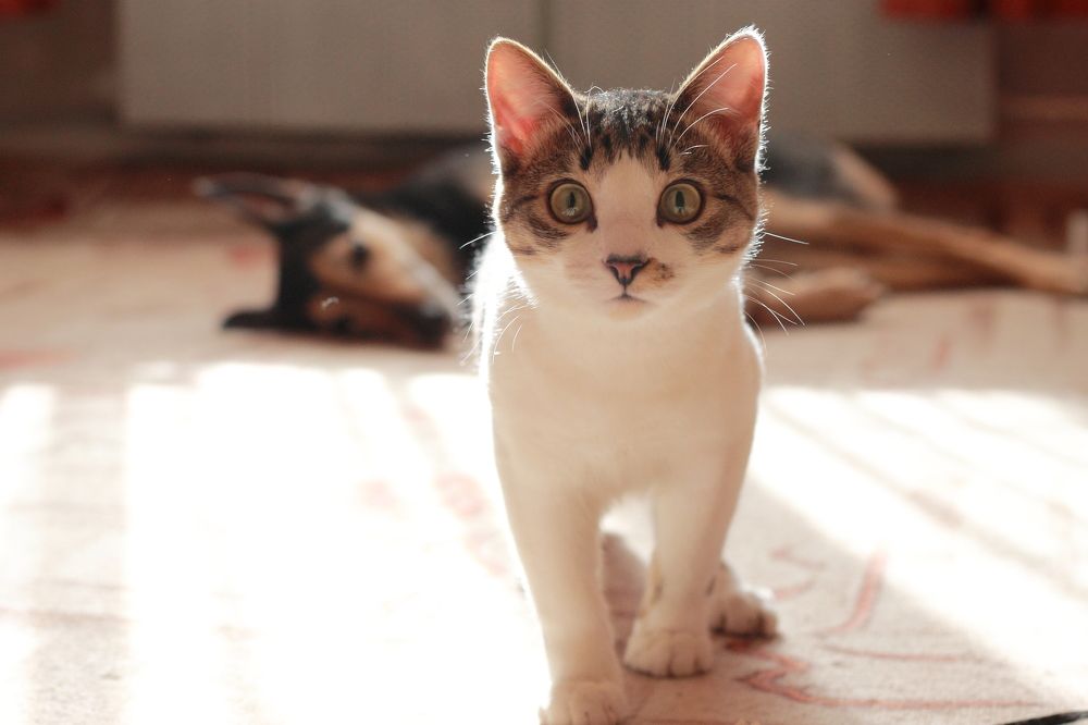 Котенок Марсик