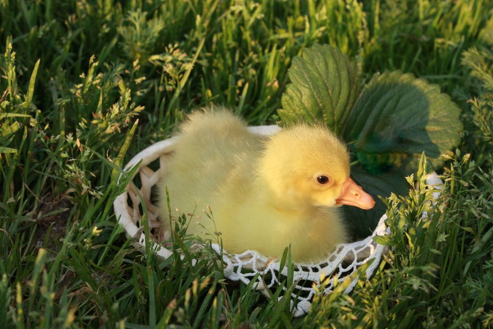 Гусенок в корзинке