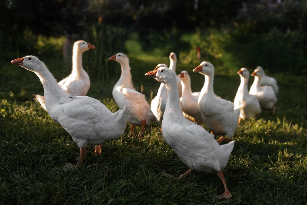 Photograph by Ирина Гончаренко