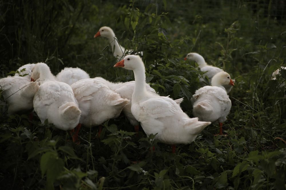 Photograph by Ирина Гончаренко