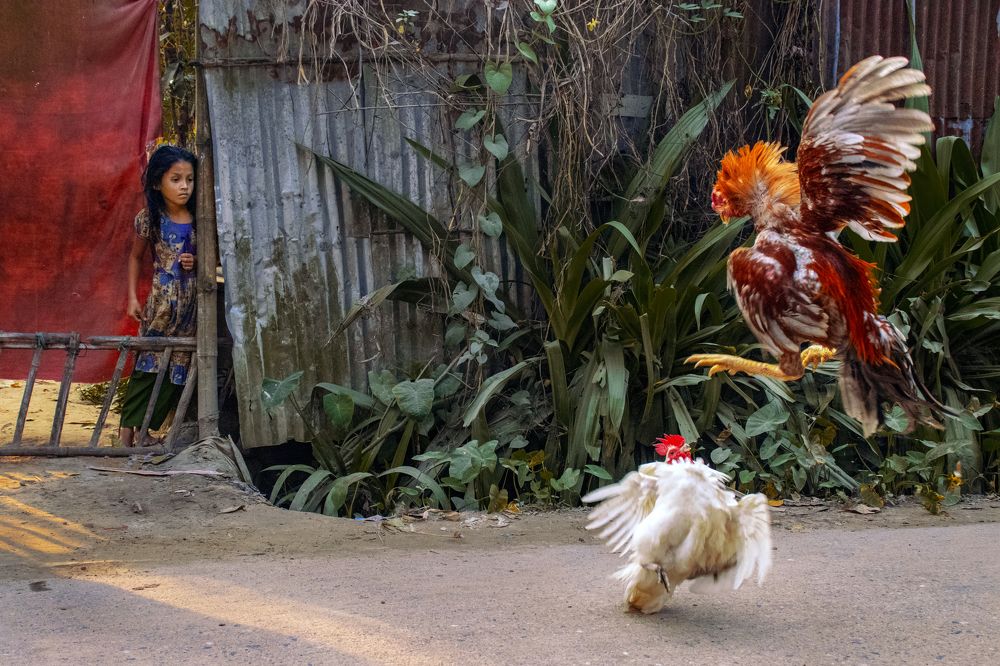 Photograph by Rezaul Hayat