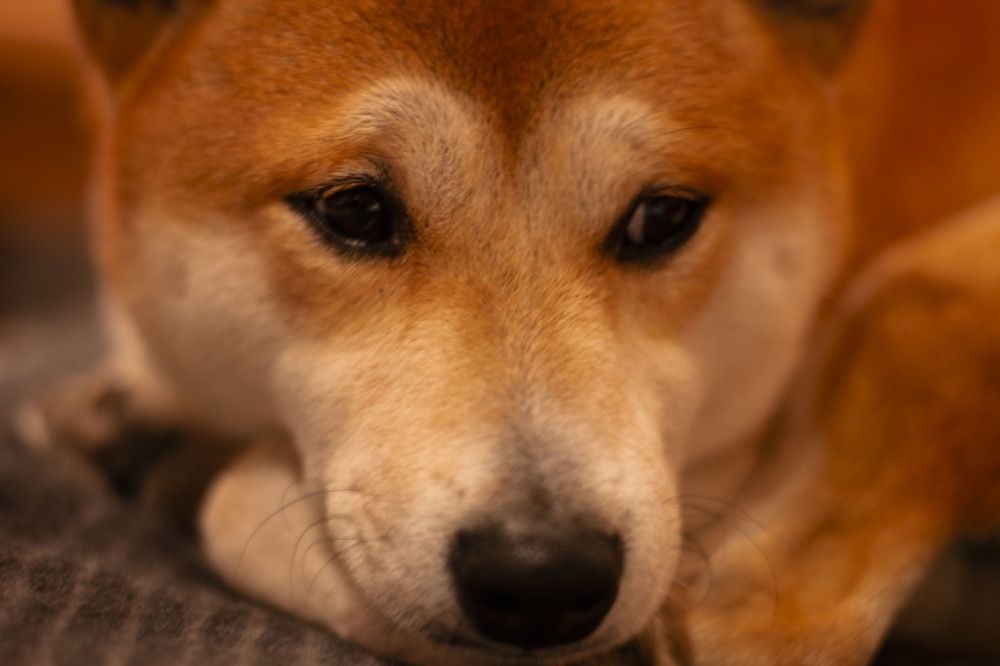 Photograph by Stanislav Strisovsky