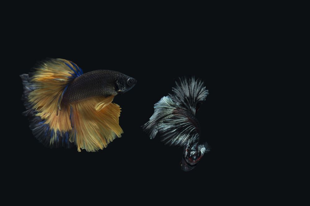 Photograph by Ronaldo Edson Reyes