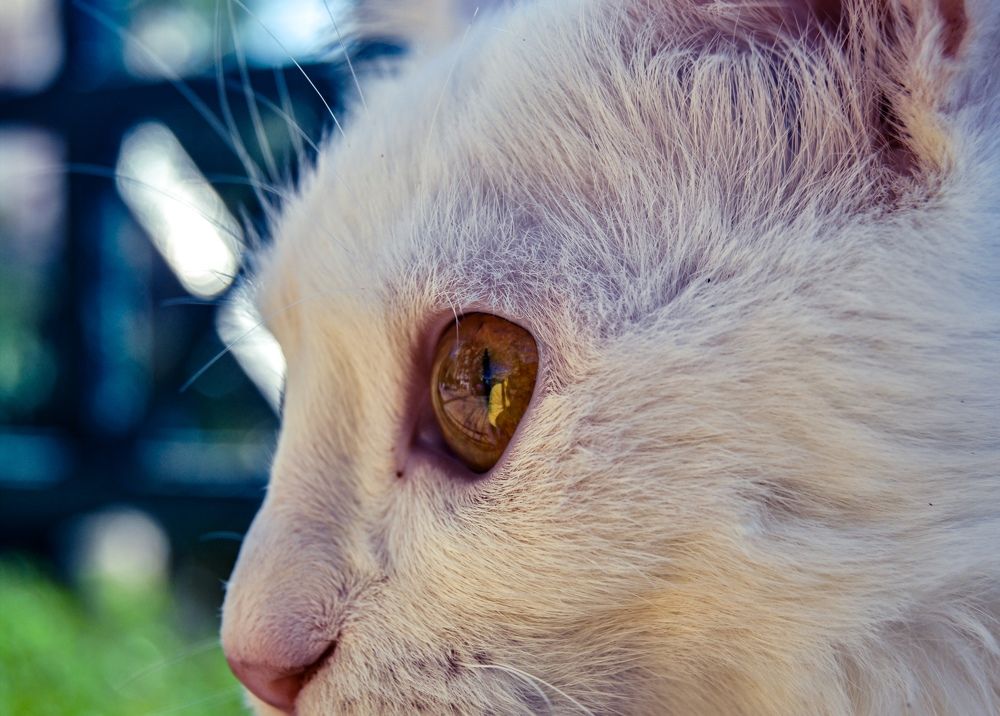 Фотография автора Ahmed Flex