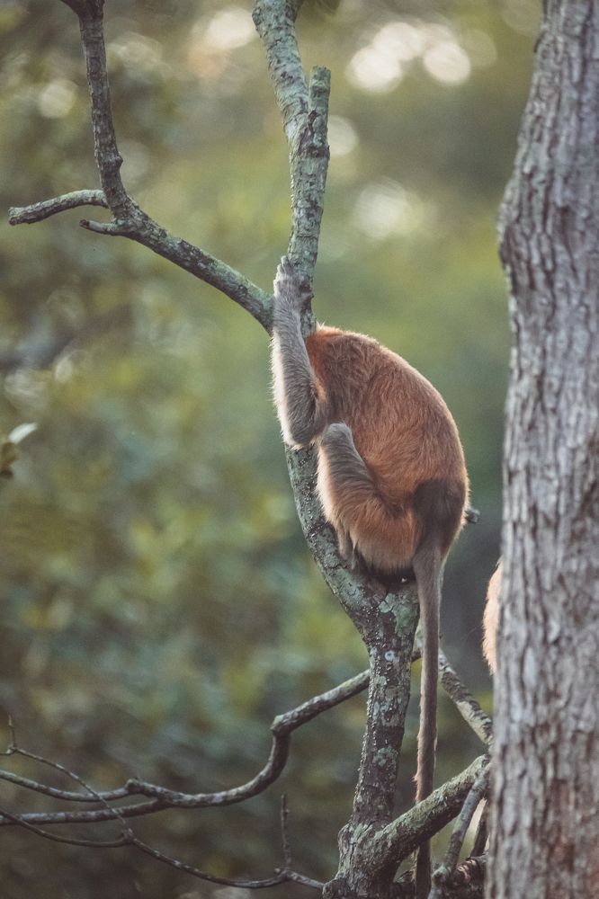 The proboscis monkey