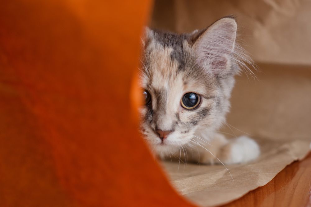 Photograph by Дмитрий Долгих