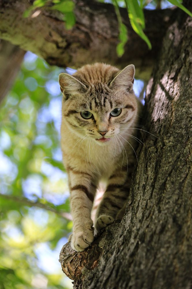 Городской тигр