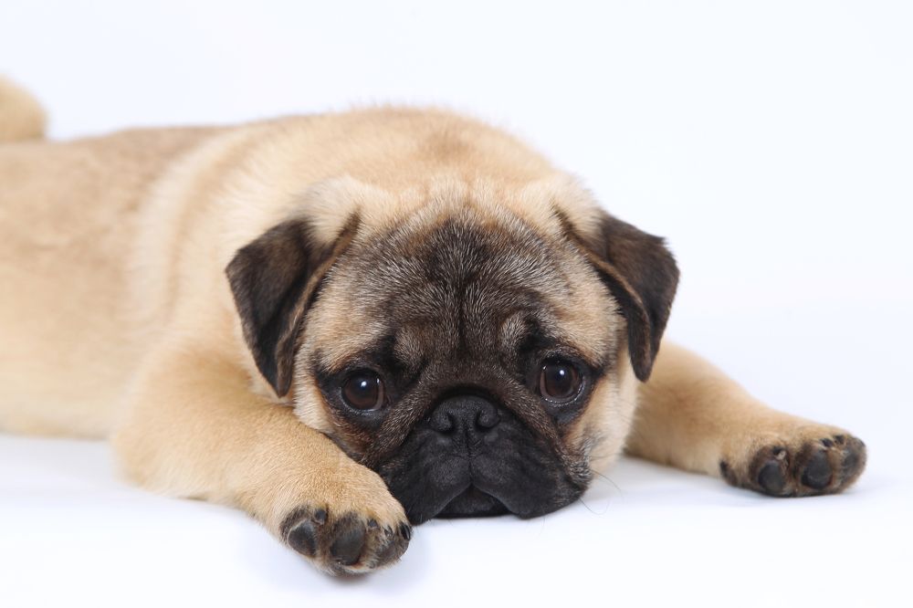 Photograph by Анастасия Чугунова