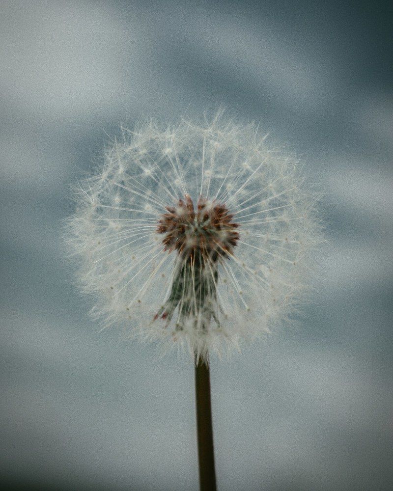 Photograph by Jenel Mirica