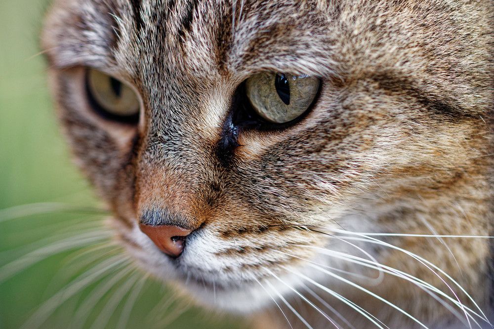 Photograph by Nagy Tibor