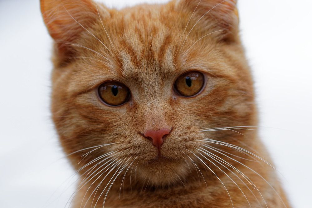 Photograph by Nagy Tibor