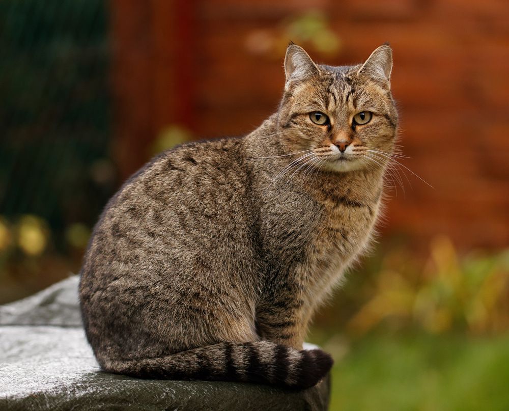 Photograph by Nagy Tibor