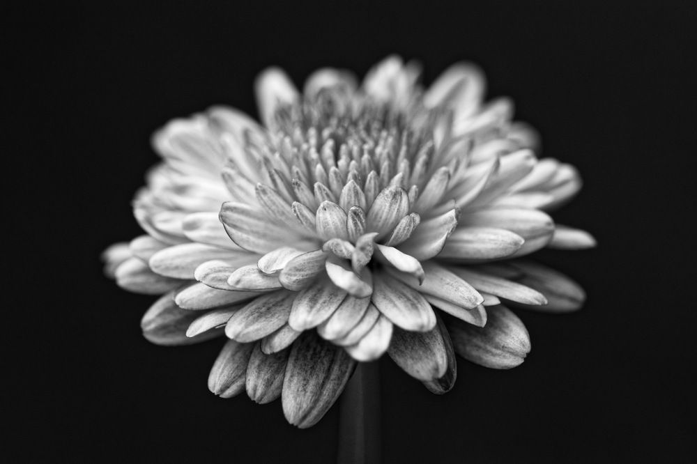 Photograph by Nagy Tibor