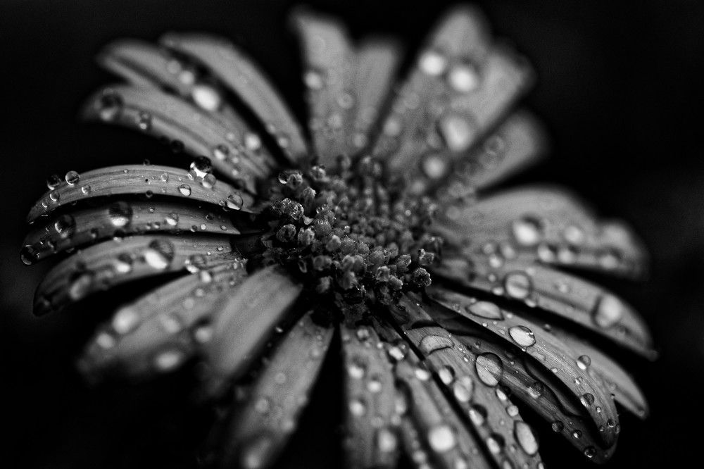 Photograph by Nagy Tibor