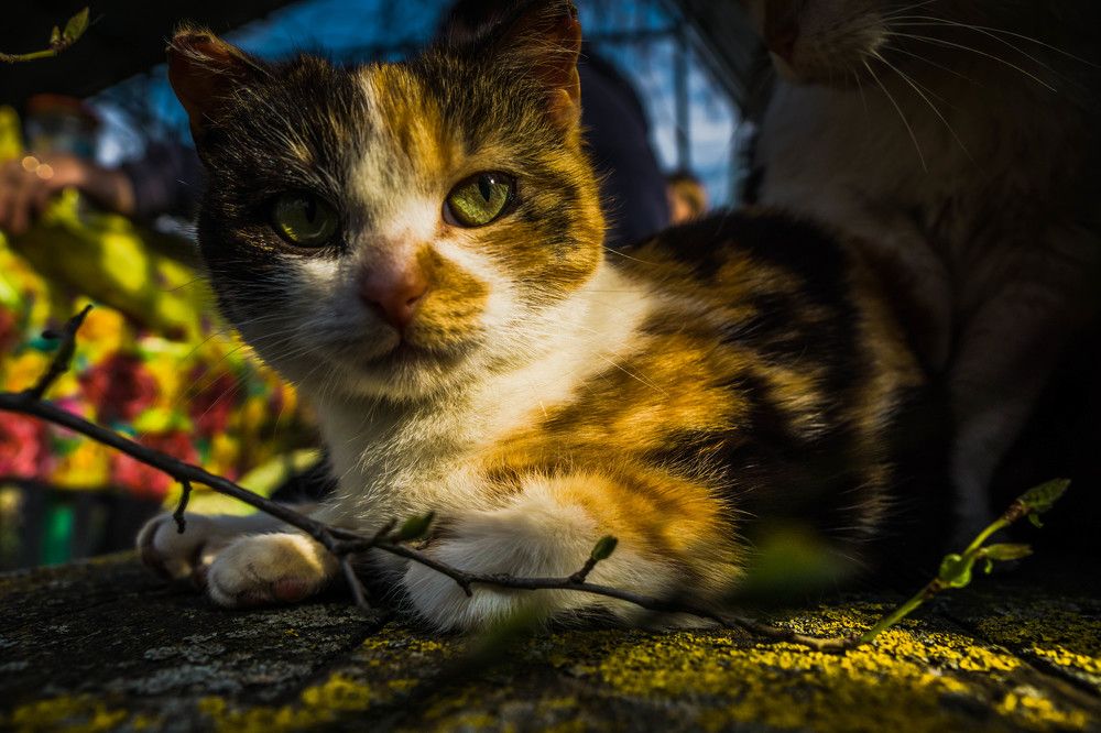 Photograph by Михаил Кручинин