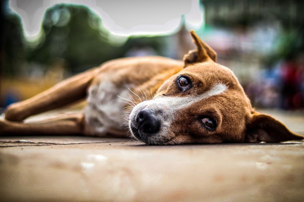 Photograph by Saneet kumar goud Konduri