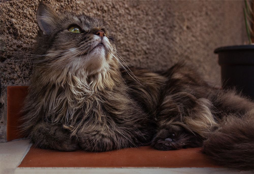 Photograph by Omar Khaled El Sayad