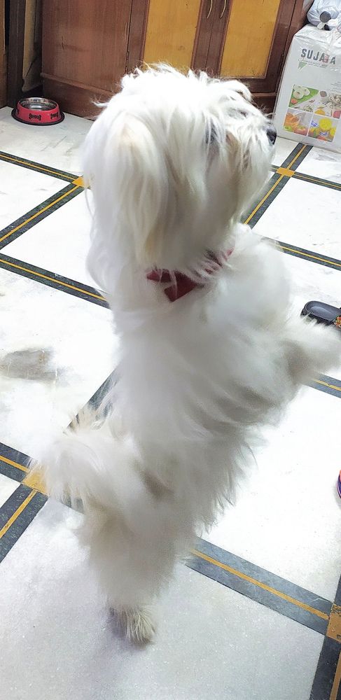 See I can stand on two legs