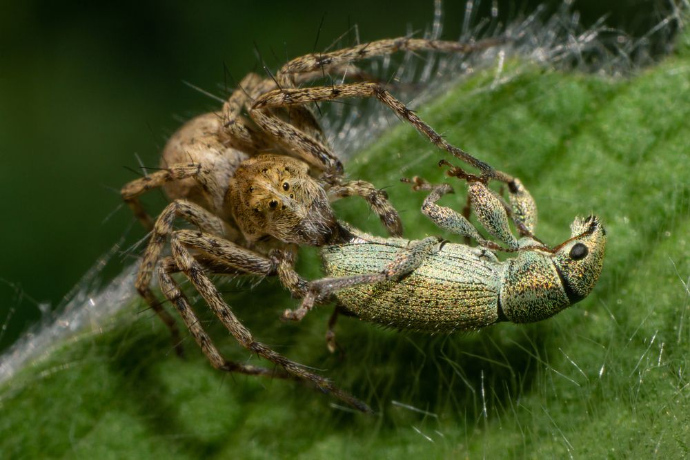 Удачная охота