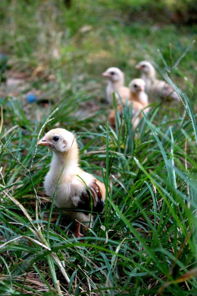 The Unique Chick.