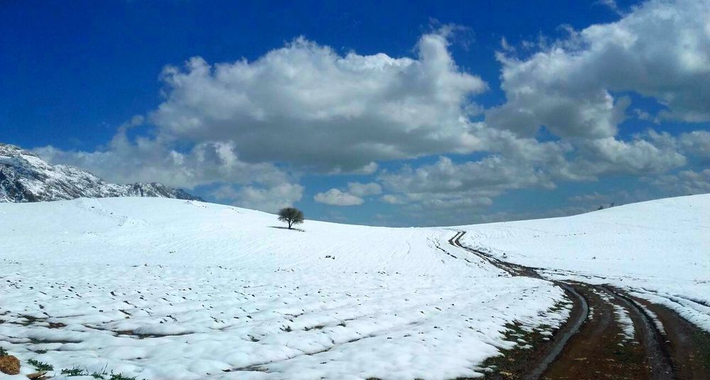 The alone tree in snow
