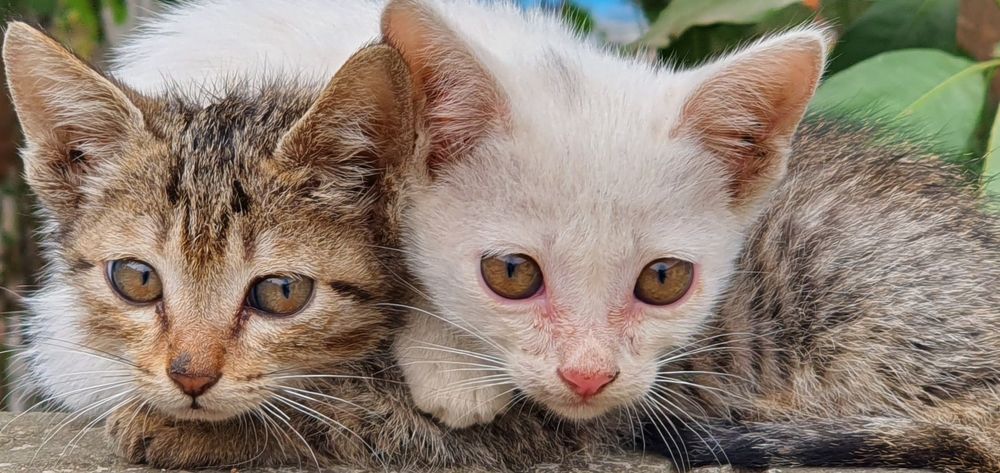 Photograph by Krishna Kunwar