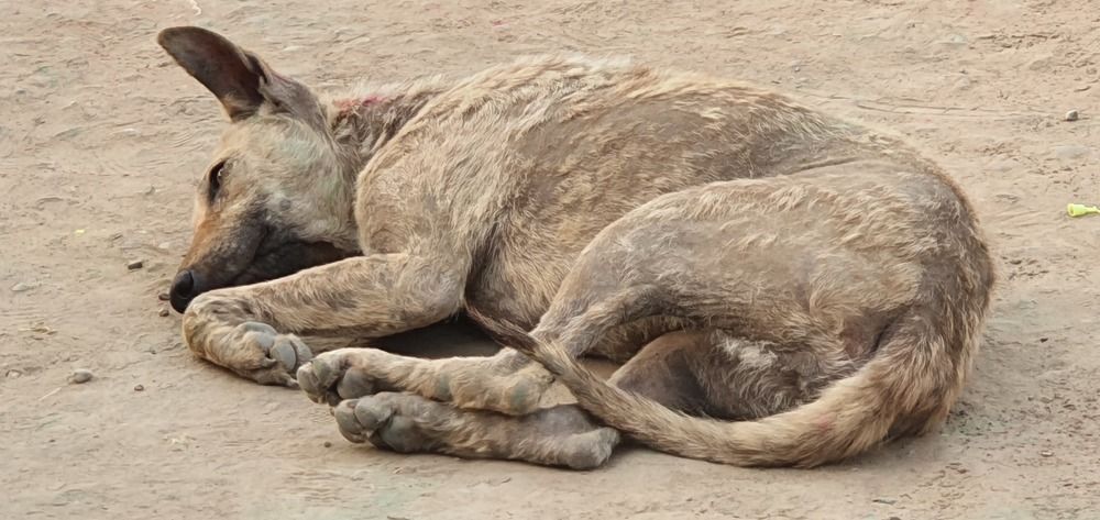 Photograph by Krishna Kunwar