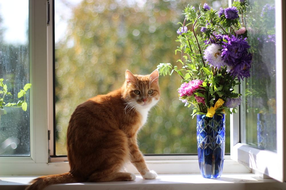 Photograph by Елена Петрова